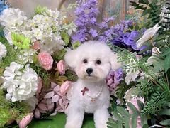 -翊宠yipet猫狗购宠庄园犬舍•猫舍