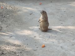 -苏州太湖西山岛开心农场
