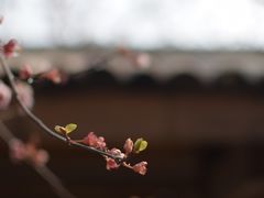 -秀丽东方