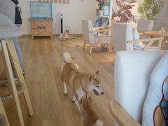 大堂-柴犬小屋·柴餐厅·狗咖食堂(金鼎广场店)