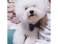 -八公叔叔宠物美容连锁(春申店)