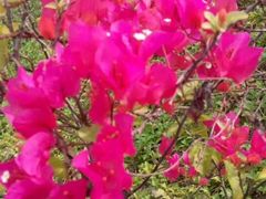 -银湖山郊野公园-相思林