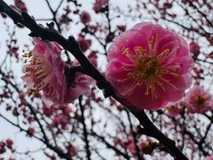 -香雪海
