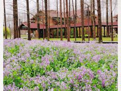 -黄海国家森林公园
