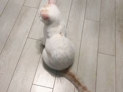 -喵的天空名猫咖啡馆·撸猫·猫舍·用品