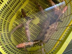 -鸿港海鲜批发市场