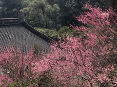 -韬光茶庵
