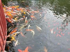 -南湖梦幻岛