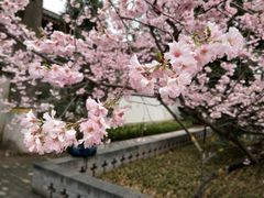 -西安青龙寺遗址景区