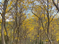 -东莞市大岭山森林公园