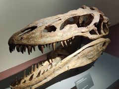 -自贡恐龙博物馆
