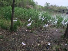 -溱湖国家湿地公园