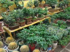 -秦美花卉(天朗·莱茵小城2期店)
