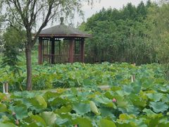 -陶辛水韵