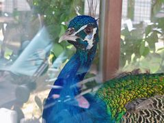 -南宫五洲植物乐园