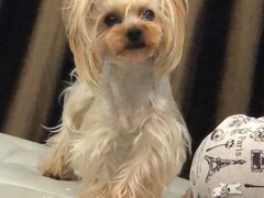 -多卡布奇宠物生活馆(上林世家店)