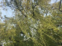 -西湖外事游船(湖滨二公园外事游船码头)