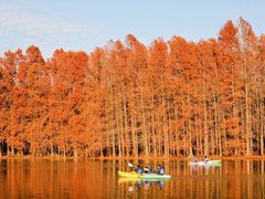 -上海海湾国家森林公园