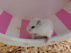 -钓仓鼠(洋桥北里小区店)