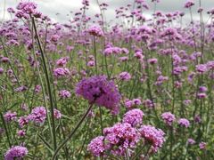 -贵州云顶草原民族风情园