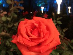 -文华公园(禅城区)