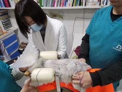 -西安京西宠物医院·瘫痪·疑难杂症