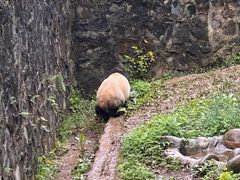 -都江堰中华大熊猫苑