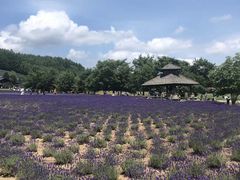 -富田农场