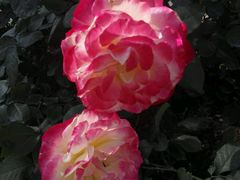 -人民公园(罗湖区)