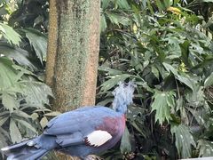 -新加坡飞禽公园