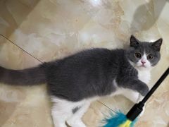-lincat·猫舍(广州店)