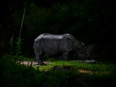 -夜间野生动物园