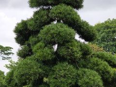 -顺峰山公园