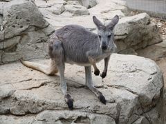 -费瑟代尔野生动物园