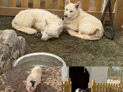 -鄂尔多斯野生动物园