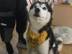 -Husky Go! 哈士奇体验馆·宠物咖啡厅狗咖