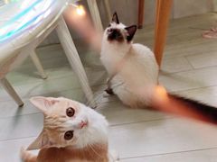 -喵的天空名猫咖啡馆·撸猫·猫舍·用品