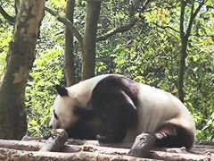 -都江堰中华大熊猫苑
