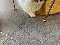 -飞行喵MR PILOT|猫舍·猫咖(静安大融城店)