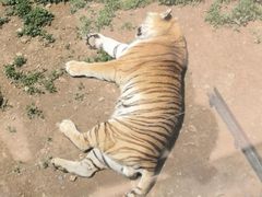 -大连森林动物园