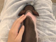 -浣熊柯尔鸭土拨鼠·电玩咖
