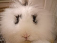 -猫猫幼稚园·撸猫·桌游·电玩
