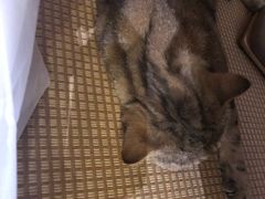 -喵屿·大理花园猫咖