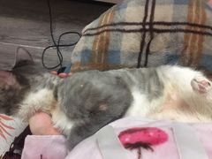 -佳怡动物医院·平价24小时·猫专科骨外科