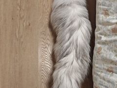 -爱洗澡的猫(望京店)