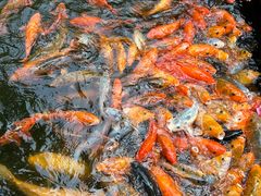 -千岛湖东南湖区