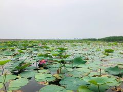 -白洋淀景区