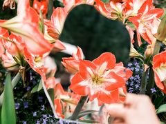 -深圳市中科院仙湖植物园