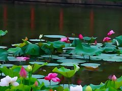 -黄兴公园