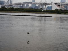 -台场海滨公园船码头